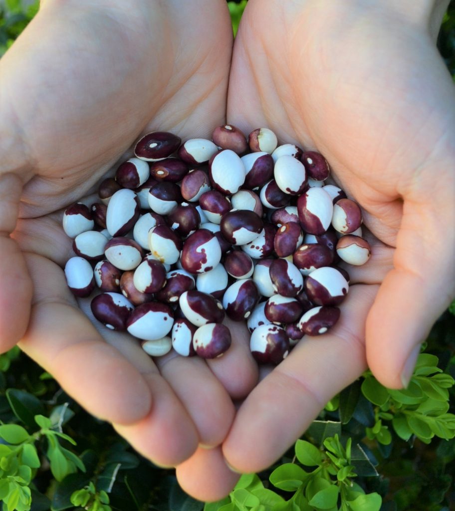 Heirloom Frost bean seeds as featured in Seed sowing guide 101 for temperate climates