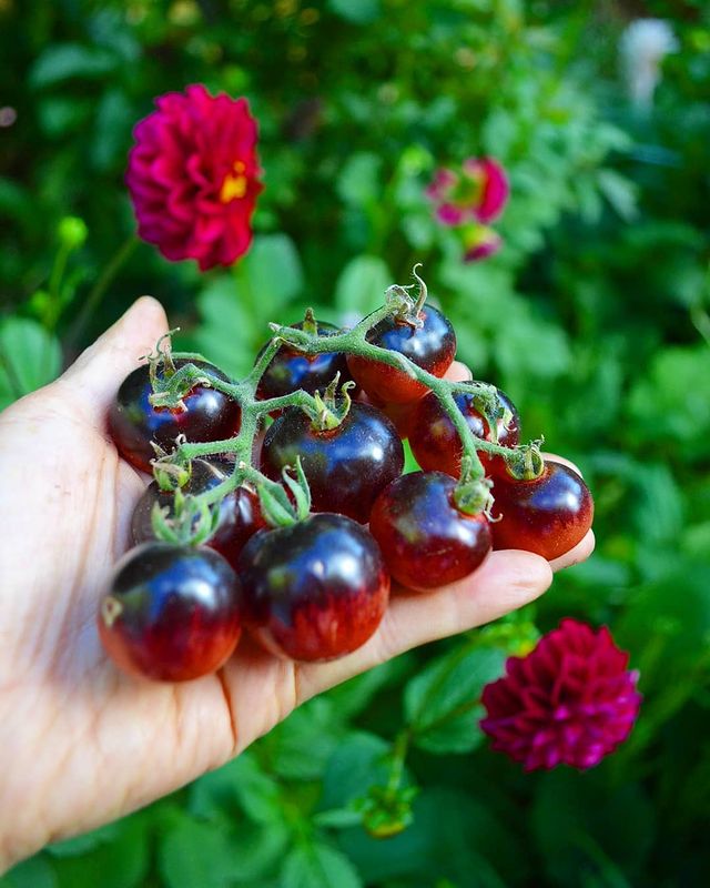 Blueberry tomatoes