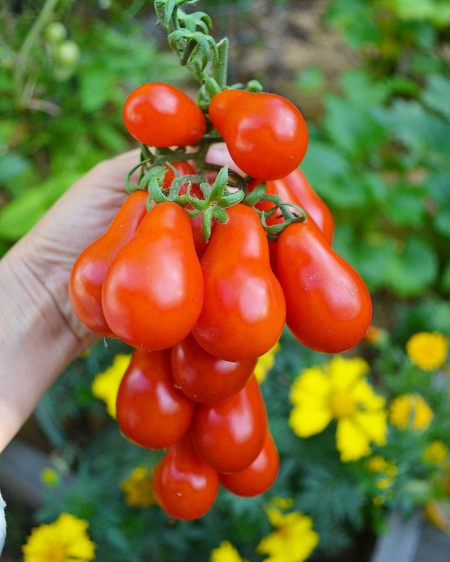 Red pear tomato