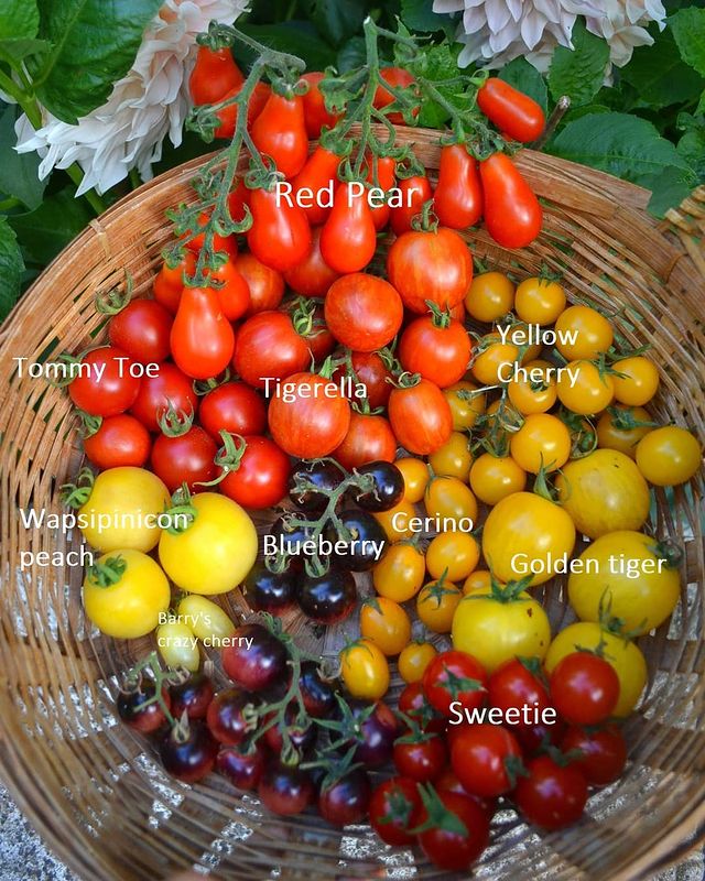 Tomato cherry and salad varieties - Tommy Toe, Tigerella, Yellow Cherry, Wapsipinicon peach, Blueberry, Cerino, Golden Tiger, Barry's Crazy Cherry, Golden Tiger