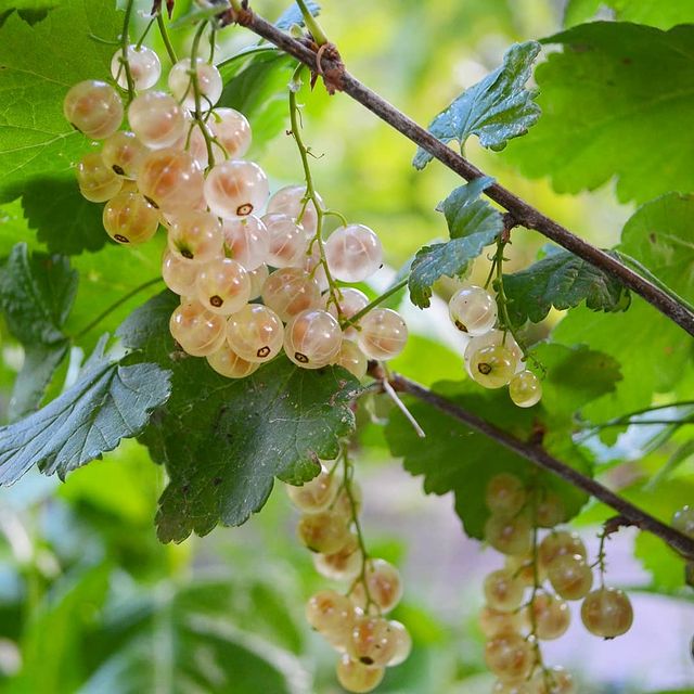 White currants growing on the bush, glowing and transparent delicious grape-like berry with growing tips