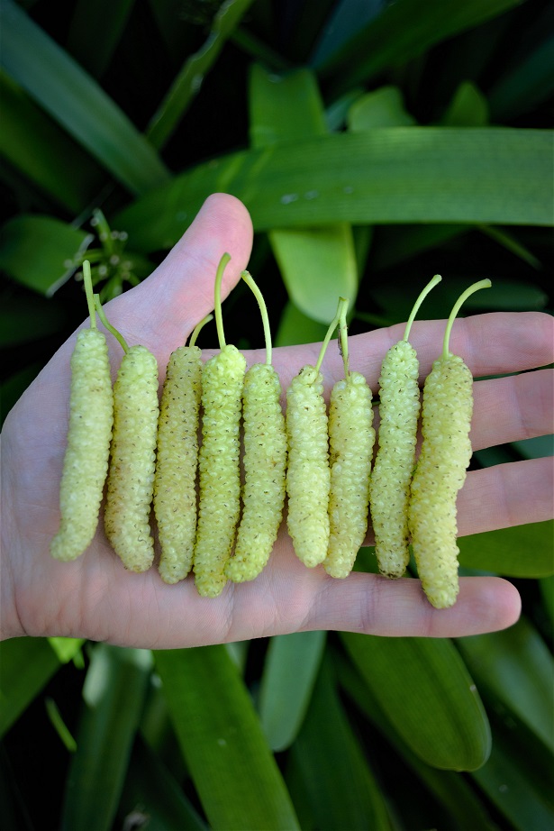 White Shahtoot Mulberry, one of the sweetest berries, featured in an article with growing tips
