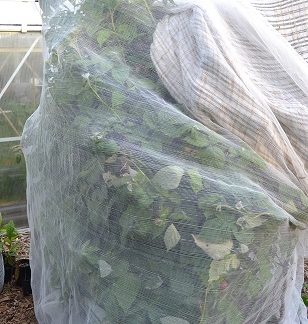 Large bird netting for fruit trees and berries