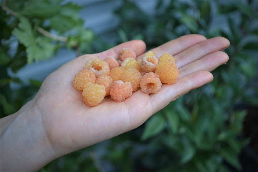 Stunning golden white raspberries, white with orange peachy blush with growing tips