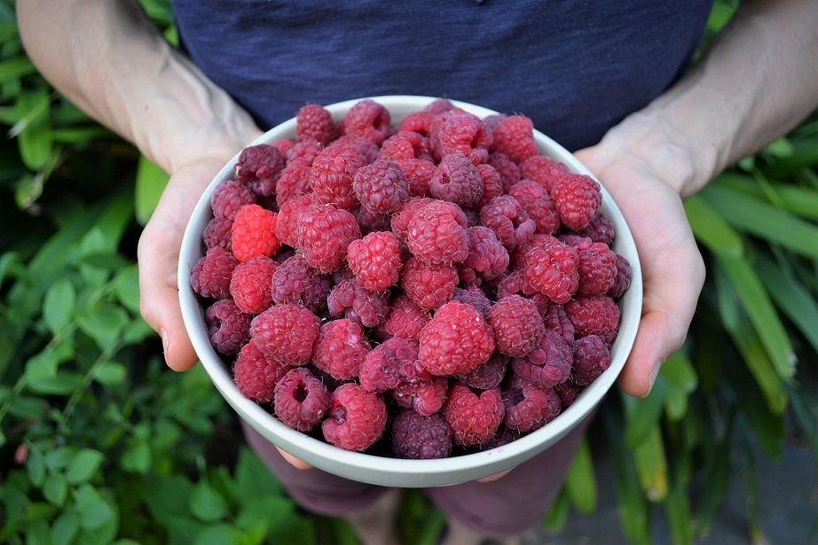 A bowl of delicious heritage raspberries, organic fruit with growing tips
