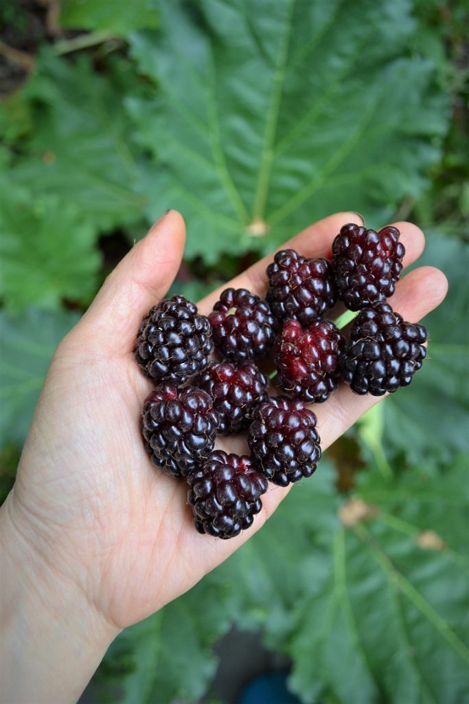 Stunning youngberries, a deluxe berry which is a cross between a Dewberry, Blackberry and Raspberry featured in an article with growing tips