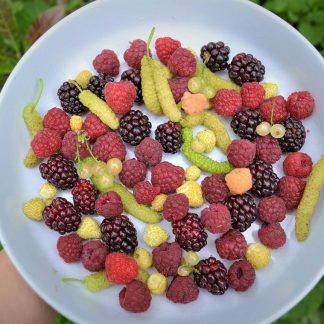 Bowl of fresh organic berries including raspberries, youngberries, white shahtoot mulberry, golden raspberry and currants with growing tips and our top 5 favourites
