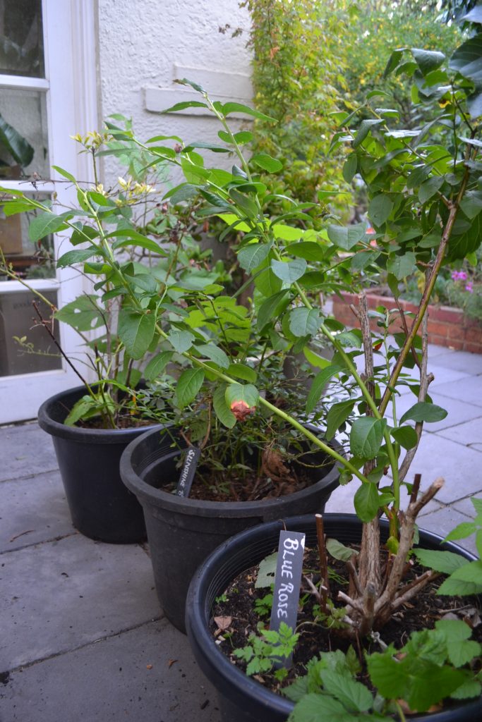 Blueberries grown in large pots as featured in our Blueberry growing guide