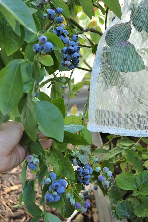 Productive blueberries netted as featured in our Blueberry growing guide