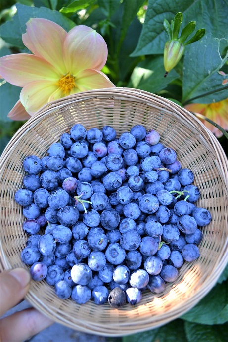 Blueberries are very easy to grow and very prolific if you follow my golden rules, as featured in our Blueberry growing guide