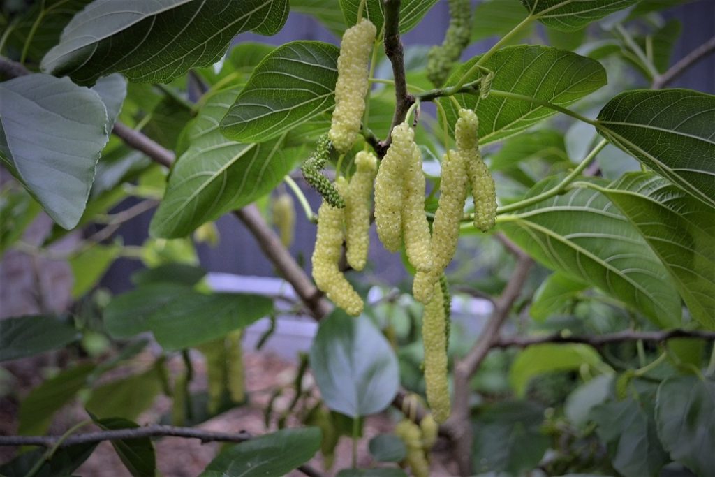 King white mulberry white shahtoot mulberry featured in a growing guide for Melbourne