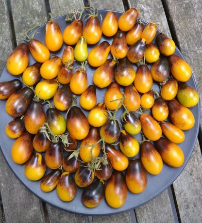 Indigo pear tomato