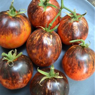 Dark galaxy heirloom tomato seed