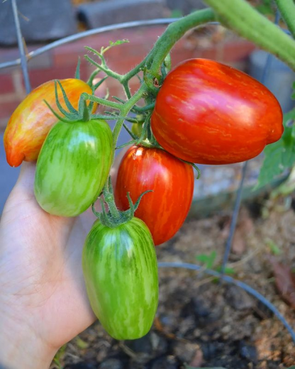 Striped roma heirloom tomato seed
