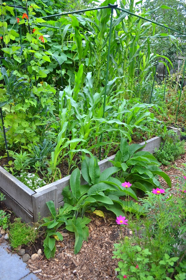 Comfrey grown along the edge of a garden bed soaks up any leached nutrients