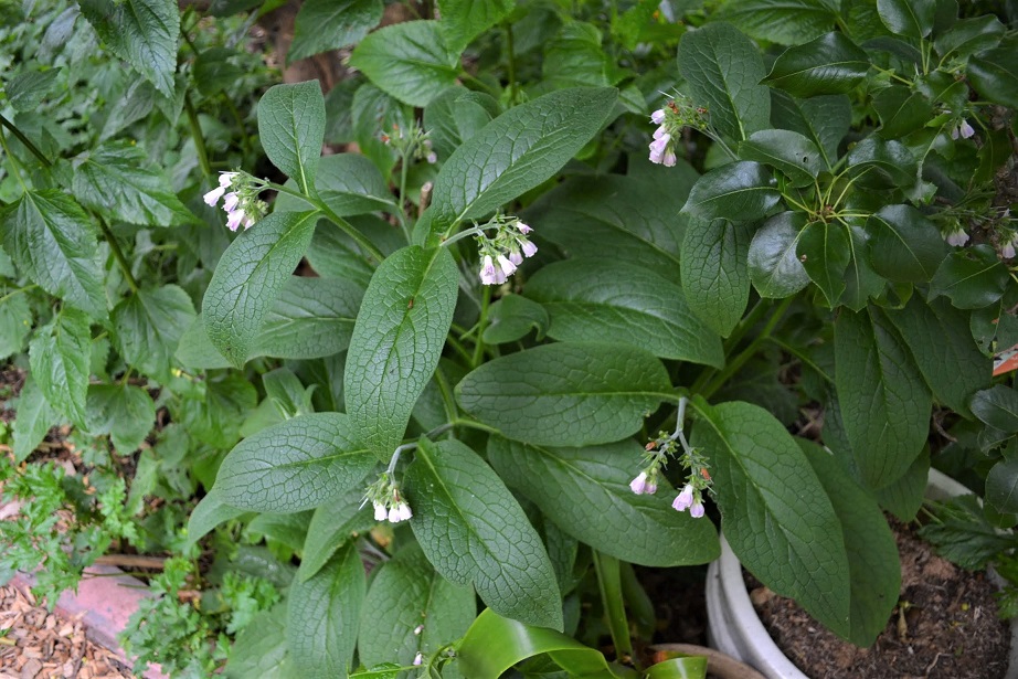 Russian comfrey in article on how to grow and use comfrey