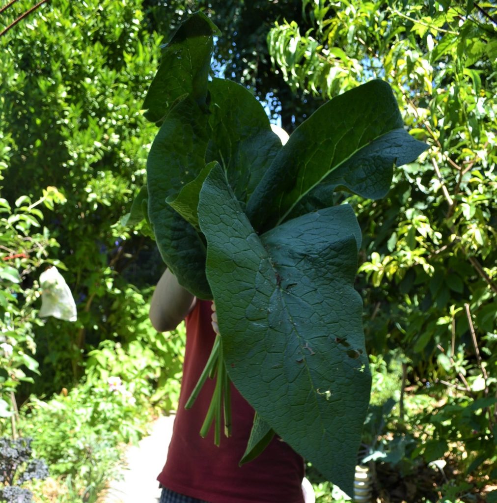 The giant leaves of comfrey are a powerful free fertiliser