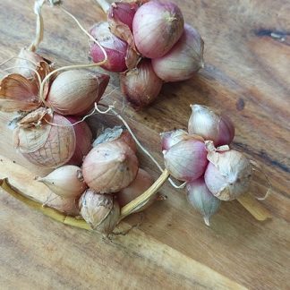 Egyptian walking onion bulbils grown in Melbourne Foodforest