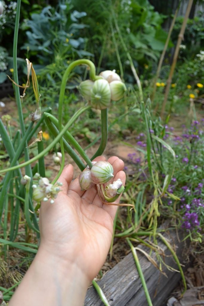 The unusual bulbils of Egyptian Walking Onion form from the flower spike during summer
