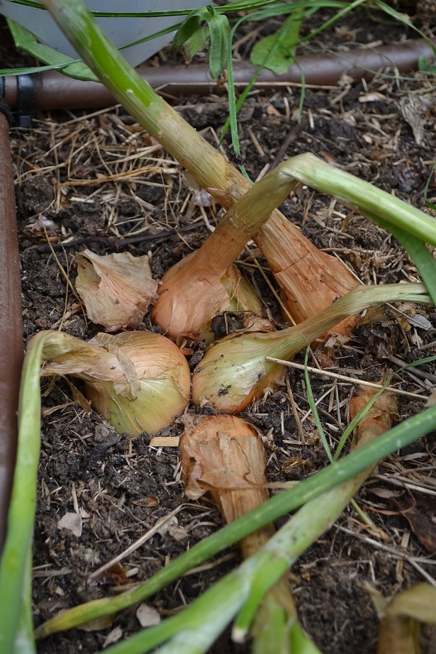 Each bulb of Egyptian Walking Onion will split into many bulbs, it is a multiplier onion