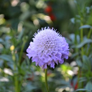 Pincushion flower (Scabiosa japonica) grown in Melbourne Foodforest